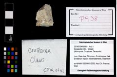 Foto (Objekt + Etikett) von Decapoda indet.  (NHMW-GEO-2014-0194-0938)